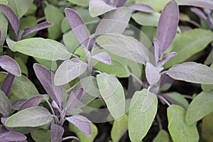 Sage green and purple leaf, salvia officinalis purpurascens.