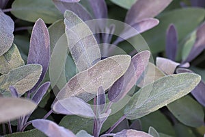 Sage green and purple leaf, salvia officinalis purpurascens.