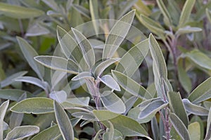 Sage green and purple plant leaf. Salvia officinalis Purpurascens. Growing medicinal herbs. Homeopathy aromatherapy.