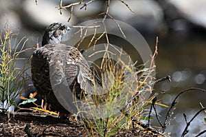 Sage grouse