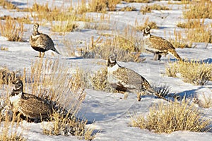 Sage Grouse In Afternoon Sun Multiple