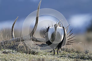 Sage Grouse and Antler during a Mating Strut