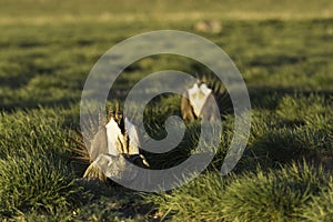 Sage Grouse mating on a lek in golden morning sunlight