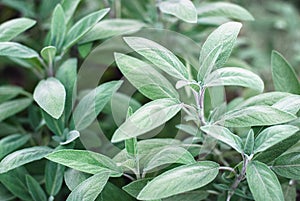 Sage growing in the garden, Salvia officinalis medicinal plants closeup