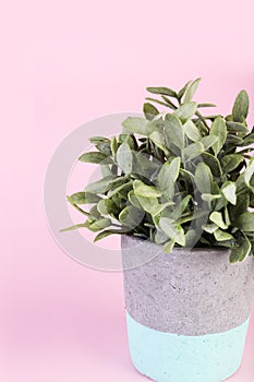 Sage herb in a concrete pot on pastel pink background