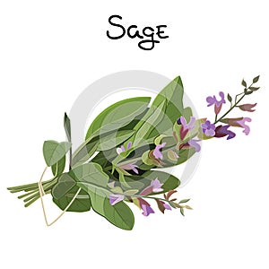 Sage herb photo