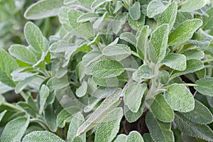 Sage in a herb garden photo