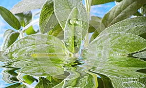 Sage herb, Leaf of sage,clary,salvia herb close up with waterdrops amd water surface photo