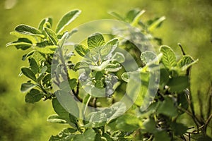 Sage Herb Leaf Detail