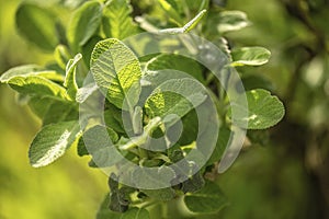 Sage Herb Leaf Detail