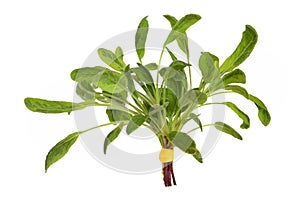 Sage Herb Leaf Posy