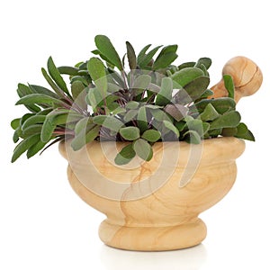 Sage Herb Leaf Sprigs