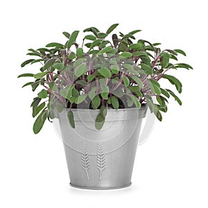 Sage Herb Plant