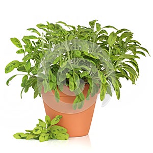 Sage Herb Plant