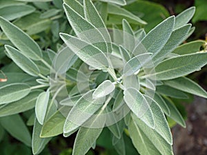 Sage herb (Salvia officinalis)