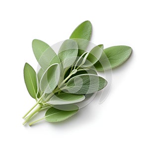 Sage herbal on white backgrounds