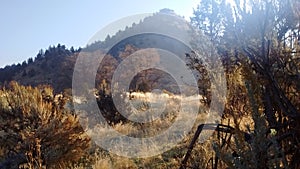 Sage and Juniper morning