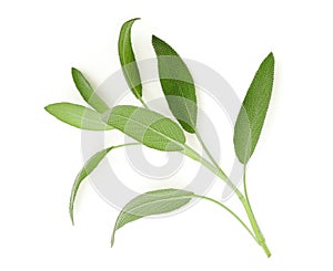 Sage leaf isolated on white background, top view