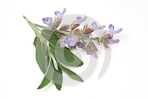 Sage leafs and flowers photo