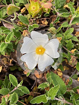 Sage Leaved Rock Rose flower