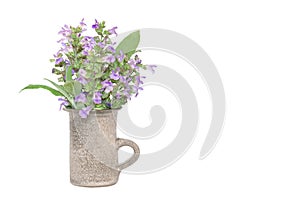 Sage leaves and flower (Salvia officinalis) in the vase