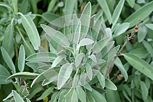 Sage leaves of gray-green color, close-up.