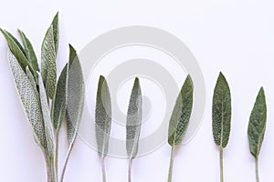 Sage leaves isolated on white background. Medicinal herb Salvia officinalis. The concept of healthy nutrition.