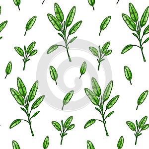 Sage leaves seamless pattern. Hand drawn greens and leaf vegetables. Vector illustration in colored sketch style