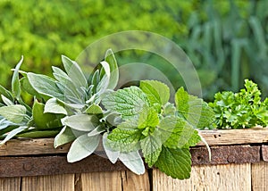 Sage and the lemon balm