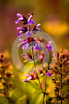 Sage medicinal sage flower at sunset