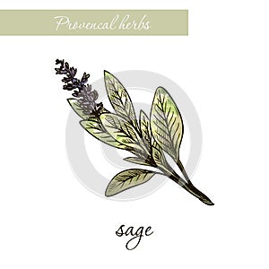 Sage. natural spices and herbs. sketch on white photo