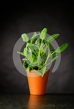 Sage Plant Growing in Pot