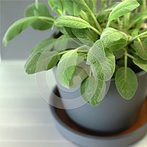Sage plant in a pot