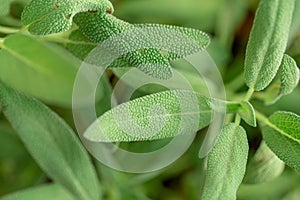 Sage plant, Sage in Kitchen garden of herbs