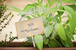 Sage plant on urban garden