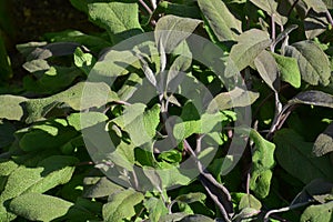 Sage plants also called salvia officinalis in summer sun