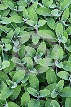 Sage plants background