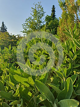 Sage Plants in a Herb Garden on a Sunny Spring Day in the Month of May