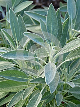 Sage plants (Salvia officinalis)