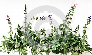 Sage plants on a white stone background.