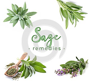 Sage remedies ideas for an background herbal option