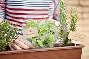 Sage and rosemary plants on urban garden