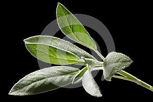 Sage (Salivia Officinalis) leaves