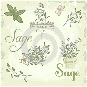 Sage, salvia, clary sage, herb,