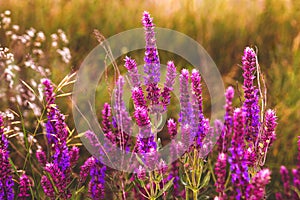 Sage salvia flower garden plant nature purple