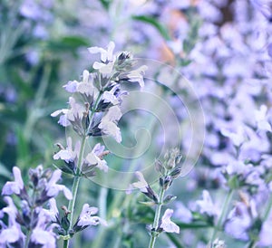 Sage or salvia flowers bloom