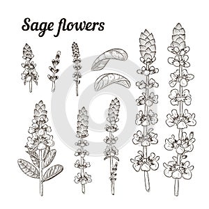 Sage or Salvia flowers vector line set.