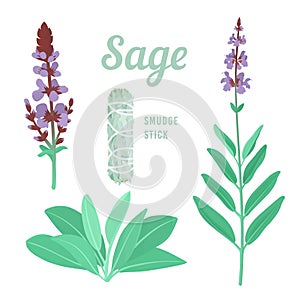 Sage or Salvia herb with purple flowers. Smudge stick. Vector illustration. Botanical design elements.