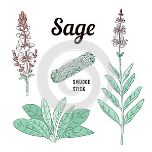 Sage or Salvia herb with purple flowers. Smudge stick. Vector line illustration. Botanical design elements.