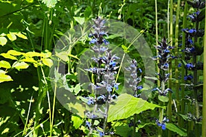 Sage, or Salvia is a large genus of perennial herbaceous plants and shrubs of the Lamiaceae family. Common sage Salvia